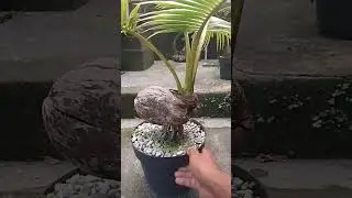 inspirasi bonsai kelapa full pecah daun