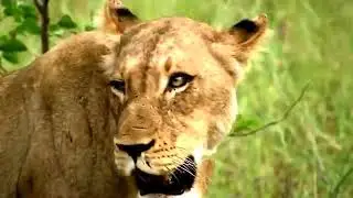 The Rare and Exotic Animals 