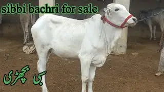 sibbi bachri for sale #sibbilover #sibbibull  @sindhicattlemarket