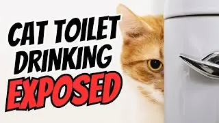 Why Your Cat Loves the Toilet Bowl &ndash; And How to Stop It!