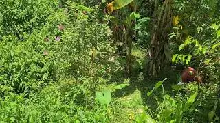 Traditional Grass Cutting for Cattle Feeding #RuralAgriculture #TraditionalFarming