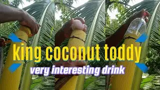 coconut toddy product 🌴🥥 King coconut cutting today#trending#video
