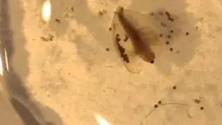 Stone Mountain Clam Shrimp