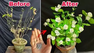 इसके आधे चम्मच से मोगरा जंगल जैसा घना हो जाएगा || Get lots of flower in a died Mogra jasmine