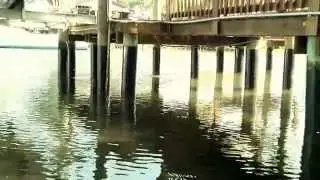 Dock Piling Repair & Protection