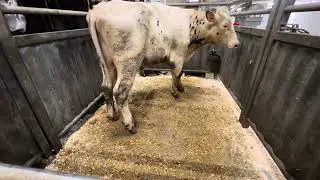13.2.24 Kranke Kuh bei der #schlachthof Blockade von #liberationanimale in Belgien #stvith