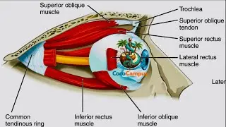 Extraocular Muscles | Eye Movement Made Simple | Anatomy & Innervation