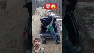 Women Trapped as Dozens of wolves surrounded his car 😱😨 #shorts #shortsfeed #viral #women #wildore