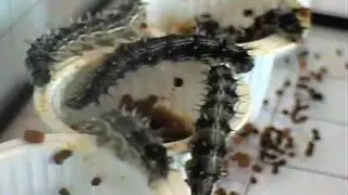 Feeding Caterpillars