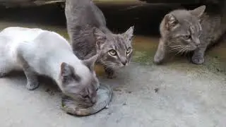 Cats eating food #feedingcats
