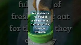 Hot Weather Safety Tips for Dogs