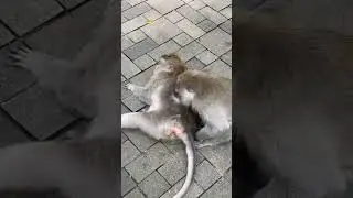 Monkey biting another monkeys back