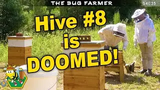 Fixing a Weak Beehive | Bee Yard Maintenance |  HISEA Boots Update #beekeeping #bees #beekeeping101