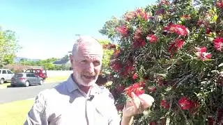 🌺 Nothing says Australia like the Bottlebrush! 🌿✨
