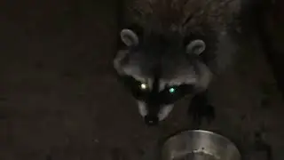 Feeding 3 raccoons 