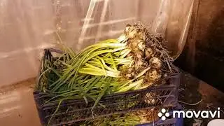 Стардаст. Лучший лук на перо.