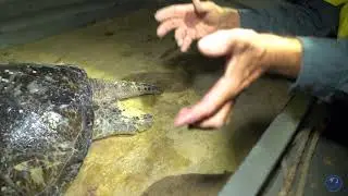 Turtle Mating Process