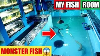 MY FISH ROOM TOUR *NEW* | MONSTER FISH, SHARKS FISH POND, PREDATOR TANK, MONSTER FISH FEEDING INDIA