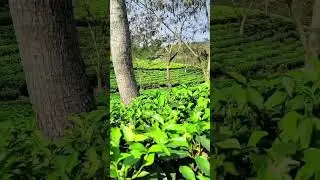 my YouTube block tea garden short video please subscribe like