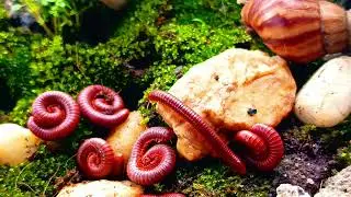 Incredible Wildlife Moment : Close-Up of Millipede & Snail Meeting #Millipede #insects