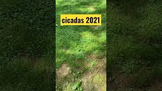 The cicadas are really loud here in Indiana #shorts #cicadas #cicadas2021 #2021 #fyp #outdoors #Bugs