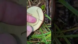 This Bay Bolete bruises blue when you touch it! #bolete #shorts #mushroomseason #mushrooms