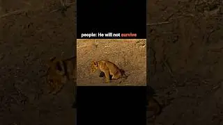 The greatest lion transformation in history #viral #shorts #youtube #video