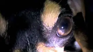 Balto1