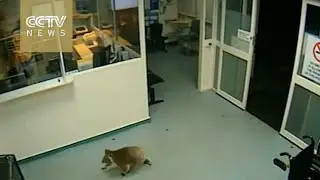 Koala makes surprise visit to Australian hospital