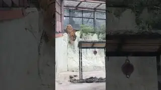 Hunting  😱😱 4K📸 🐯🐯#tiger #bangaltiger #monster #worldwide