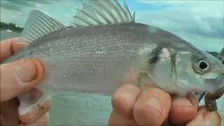 Trying to catch urfes with an urfe rig