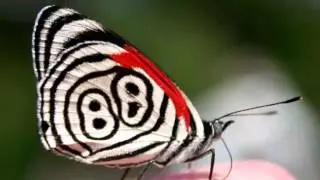 TOP 10 Beautiful Butterfly in the World