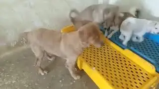 Dog Meat Trade Survivor, Golden Retriever Is Safe, But Now Going Blind 💔 [STORY BELOW]