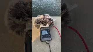 Field recording 08/02/2024 zoom f1 and rode lavs