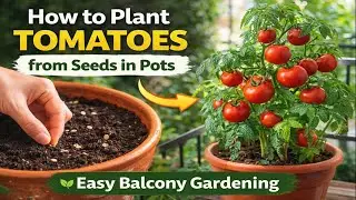Grow Tomatoes from Seeds in Pots 🍅 | Balcony Gardening for Beginners