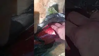 Неожиданная встреча #собака #huskies #huskyvideo #животные #суперсобака #хаски