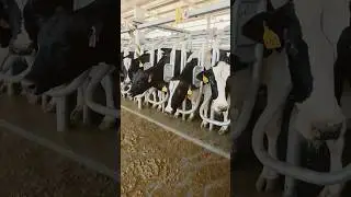 milking porlur in Dubai #dairyfarming #cow #farm #dairyfarm #farming #dairyherd #dairy