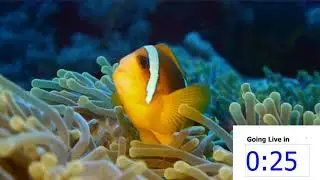 Clown Fish 8.02 Showcaster ,one minute Countdown timer for live Broadcasts
