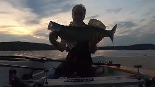 Vacker kv&auml;ll gav vacker g&ouml;s. 72 cm. 4,5 kg.