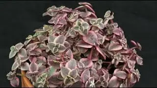 Crassula pellucida ssp. marginalis
