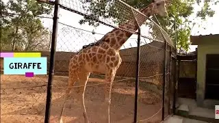 A TRIP TO THE UNIVERSITY OF IBADAN ZOO GARDEN ( ZOO TOUR) #Nigeria #Ibadan #zoo #animals #kadio