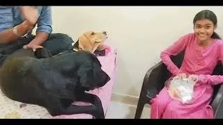 🐶Jenny or Bingo Ke Santh Momos Party||Dog Funny Videos #pawsplanetbingo #dog #bingo #jenny