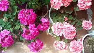Çok soğuk. Hadi balkon turuna 😊🌹#flowers #cactus #cicek #succulent #plants
