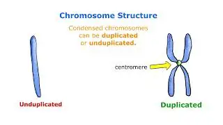 Chromosomes - Duplicated VS Unduplicated