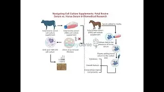 Fetal Bovine Serum vs. Horse Serum in Cell Culture. Horse Serum in Cell Culture