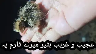 unusual hungry quail at my farm| Ajeeb bhooka btair|