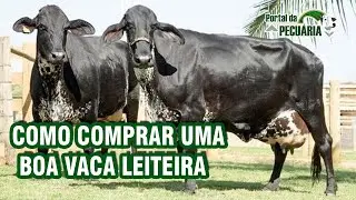 Como comprar uma boa vaca leiteira