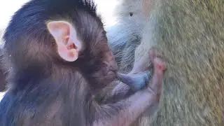 Sweet and Yummy__ Baby fast to drink milk mommy. 