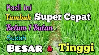 Padi Ciputri. Perawatan Tanaman Padi dimasa Pertumbuhan.