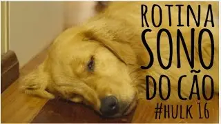 Rotina de Sono de um Cão